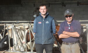 Deux personnes devant des vaches