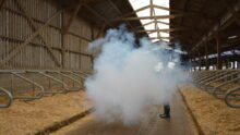 test de fumigène dans une stabulation de vaches