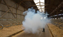 test de fumigène dans une stabulation de vaches