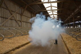 test de fumigène dans une stabulation de vaches