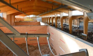 Une aire de stockage de foin séché dans un bâtiment d'élevage face à l'aire d'alimentation des bovins