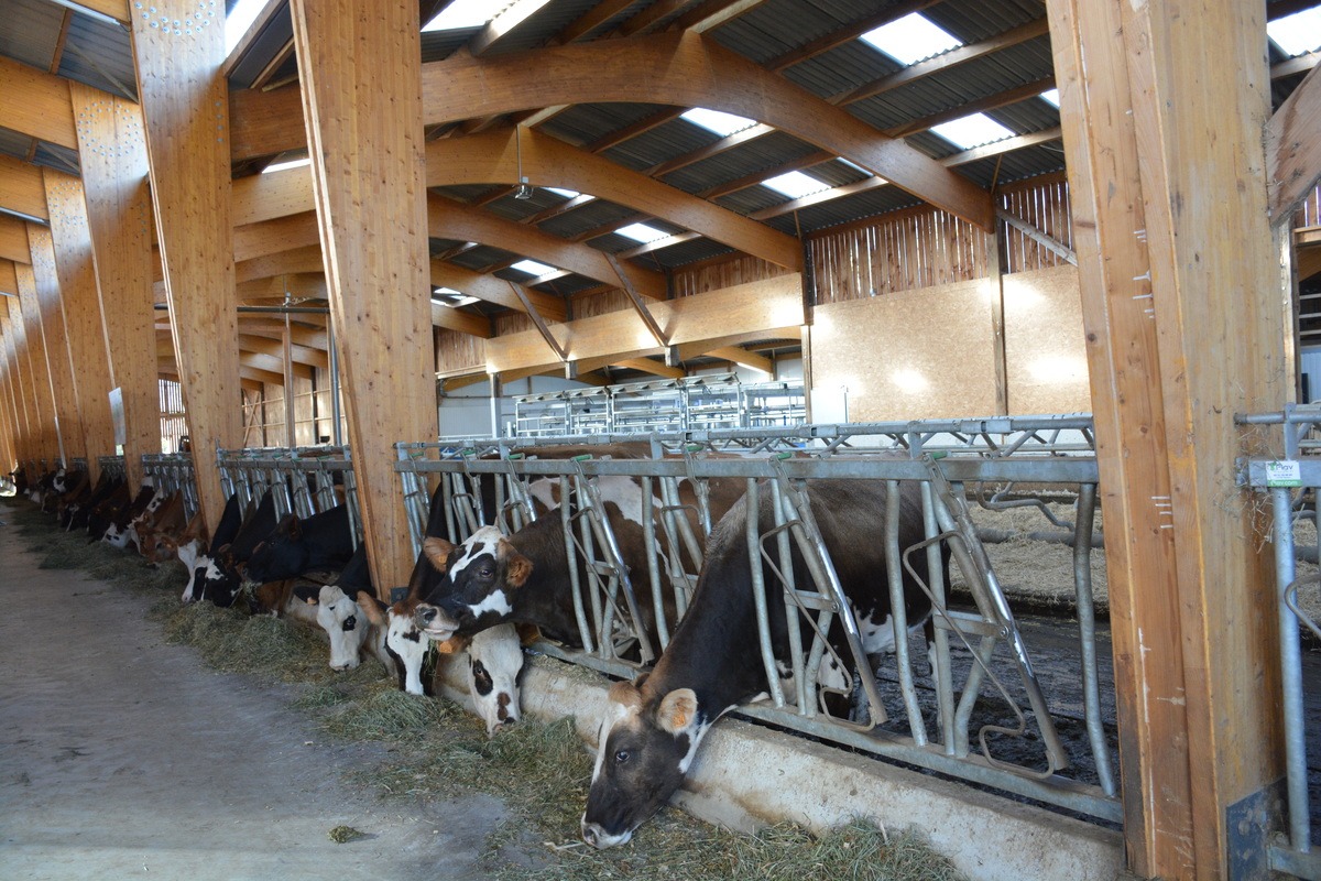 Des vaches au cornadis dans un bâtiment d'élevage en bois