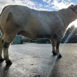 Une vache de race Charolaise