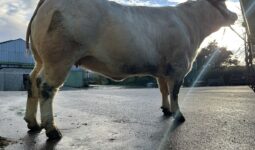 Une vache de race Charolaise