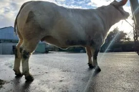 Une vache de race Charolaise