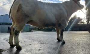 Une vache de race Charolaise