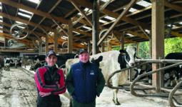 Deux hommes dans une étable de vaches laitières.
