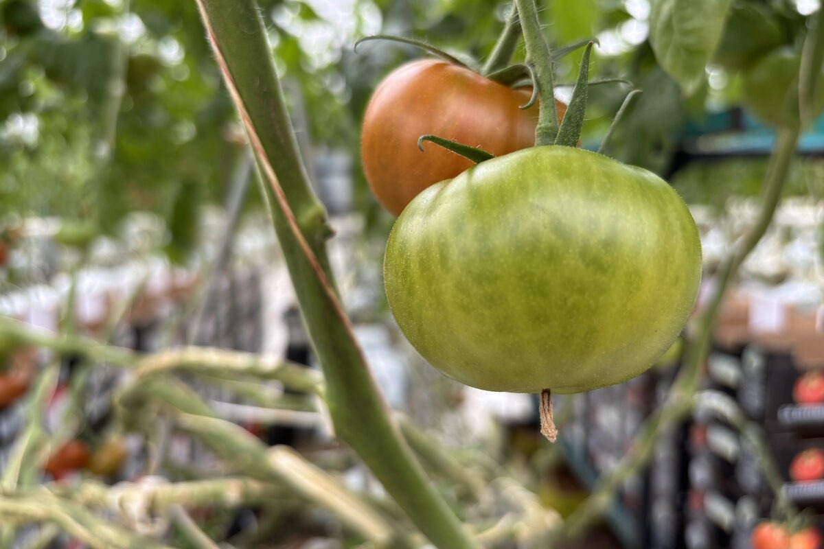 Gros plan sur des pieds de tomate - Illustration Tomate sous abri