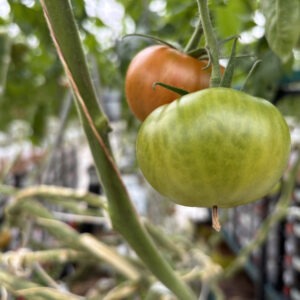 Gros plan sur des pieds de tomate