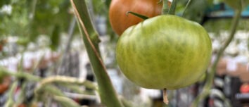 Gros plan sur des pieds de tomate