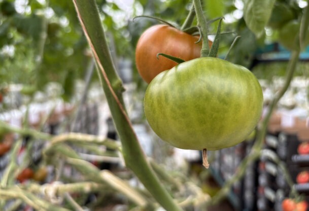 Gros plan sur des pieds de tomate