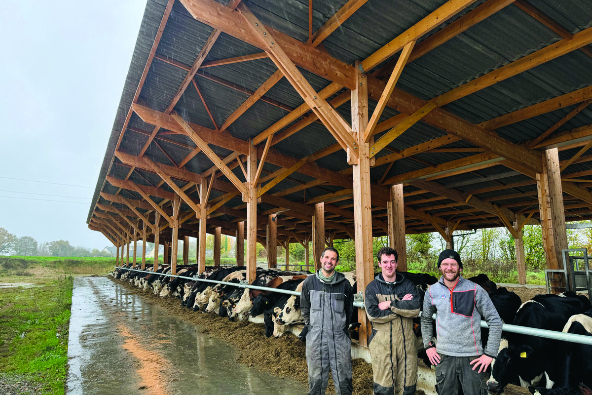 Trois éleveurs devant des vaches de race Holstein alignées à l'auge - Illustration Une auge à rallonge sous un bâtiment parasol