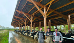 Trois éleveurs devant des vaches de race Holstein alignées à l'auge