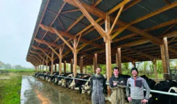 Trois éleveurs devant des vaches de race Holstein alignées à l'auge