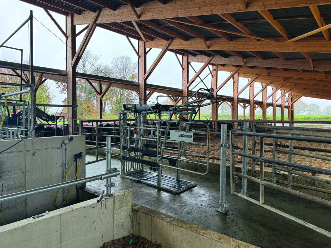 Une cage de parage dans un bâtment d'élevage de vaches laitières