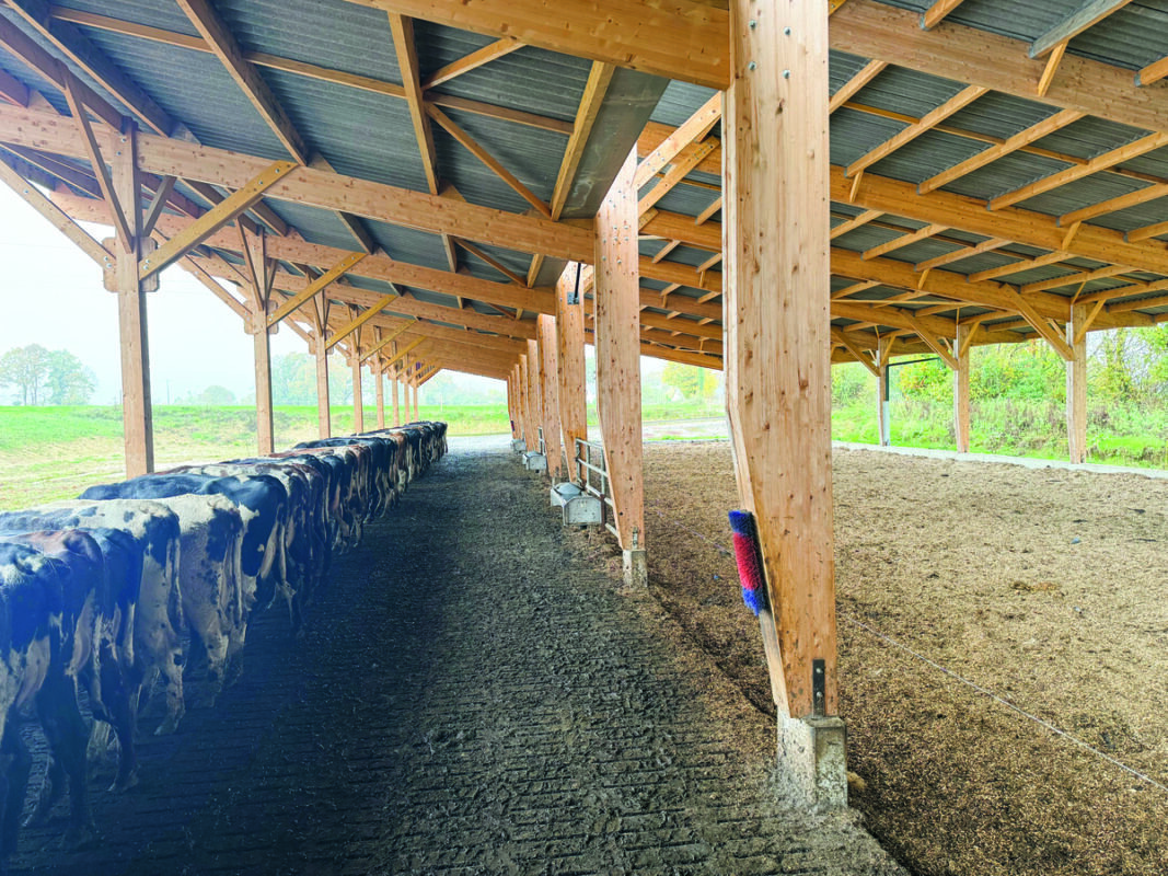 Des vaches alignées à l'auge dans une téable très ouverte