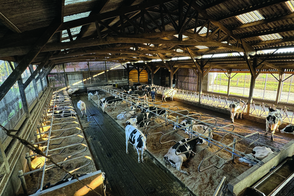 Une étable pour vaches laitières de race Holstein équipée de logettes  - Illustration Une enceinte modulable pour produire plus de lait