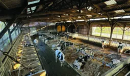 Une étable pour vaches laitières de race Holstein équipée de logettes