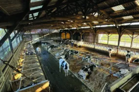 Une étable pour vaches laitières de race Holstein équipée de logettes