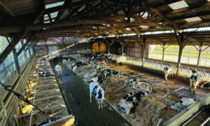 Une étable pour vaches laitières de race Holstein équipée de logettes