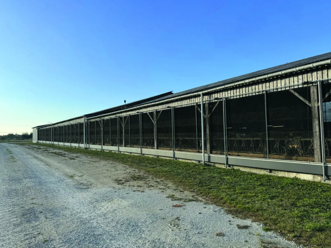 Vue extérieure d'un bâtiment pour vaches laitières équipées de filets brise-vents