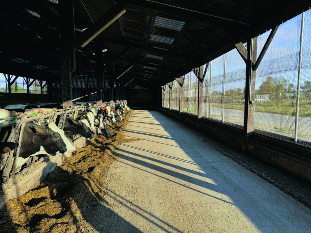 Des vaches laitières de race Holstein alignées à l'auge