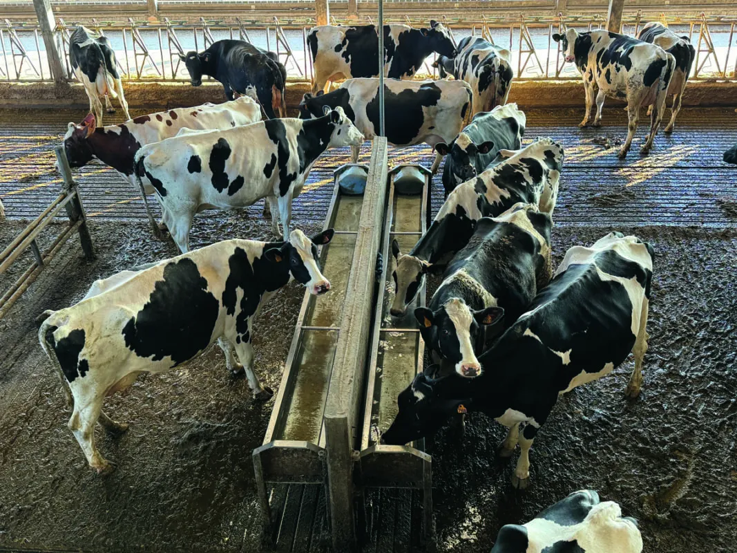 Des vaches de race Holstein autour de deux abreuvoirs