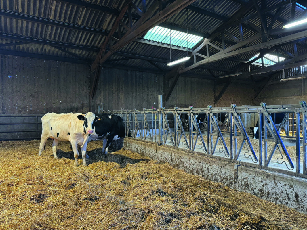 Côté nord, l'ancienne nurserie a été réaménagée pour accueillir les boxs d'isolement et de préparation au vêlage. 