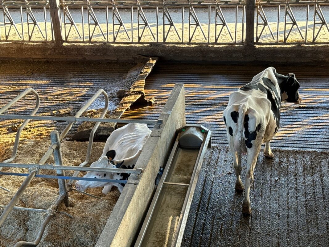 des vaches de race Holstein dans une étable, l'une couchée en logettes, l'autre debout, pendant le passage d'un racleur sur un sol rainuré. 