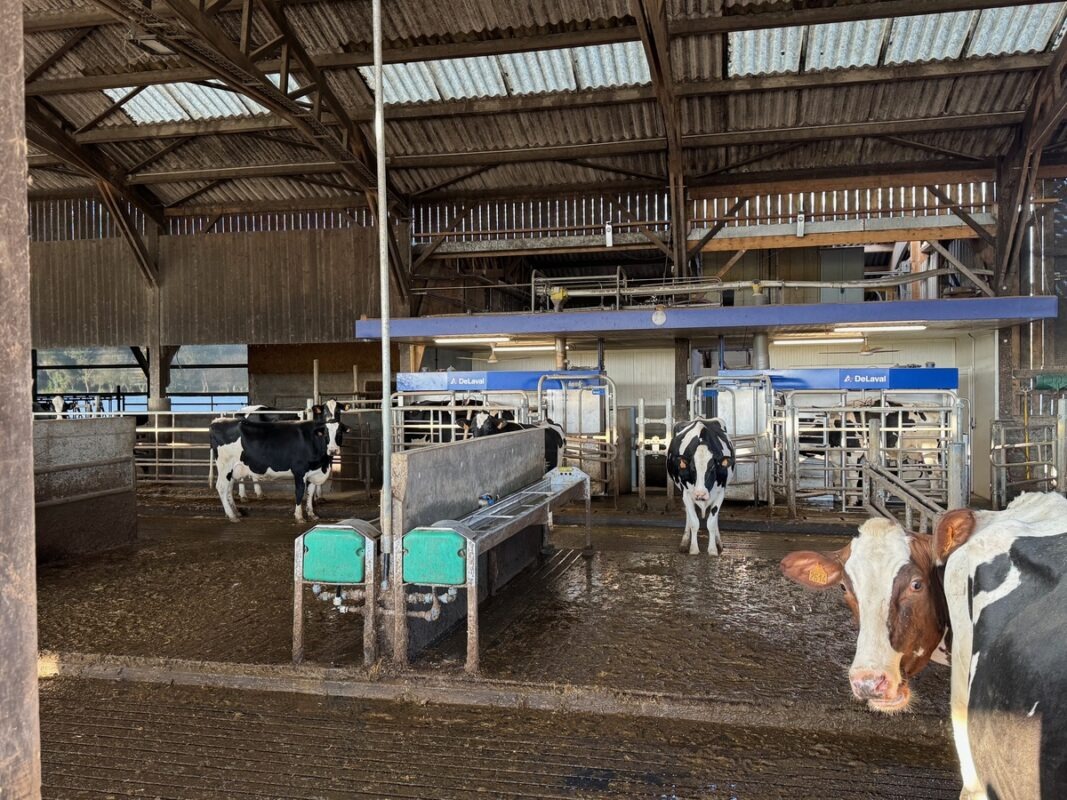 Vue sur une étable pour vache laitière de race Holstein avec des abreuvoirs et deux robots de traite. 