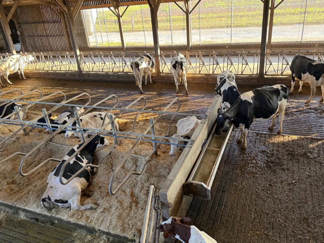 des vaches de race Holstein dans une étable, certaines couchées en logettes, d'autres debouts