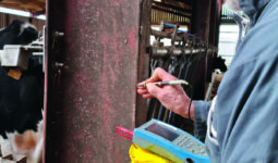 Un homme en train de mesure les tensions de contact sur le poteau métallique d'un bâtiment d'élevage laitier.