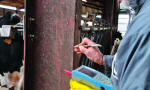 Un homme en train de mesure les tensions de contact sur le poteau métallique d'un bâtiment d'élevage laitier.