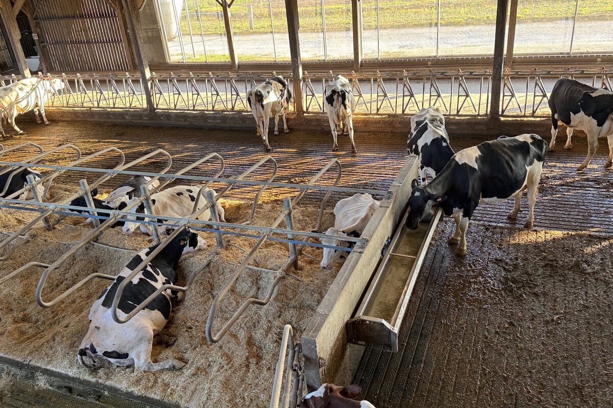 des vaches de race Holstein dans une étable, certaines couchées en logettes, d'autres debouts - Illustration Des étables pour tous les goûts