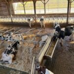 des vaches de race Holstein dans une étable, certaines couchées en logettes, d'autres debouts