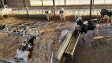 des vaches de race Holstein dans une étable, certaines couchées en logettes, d'autres debouts