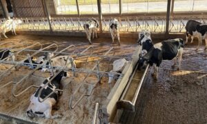des vaches de race Holstein dans une étable, certaines couchées en logettes, d'autres debouts