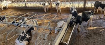 des vaches de race Holstein dans une étable, certaines couchées en logettes, d'autres debouts