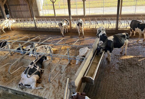 des vaches de race Holstein dans une étable, certaines couchées en logettes, d'autres debouts