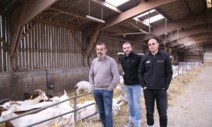 Trois hommes dans un bâtiment d'élevage avec des chèvres sur paille