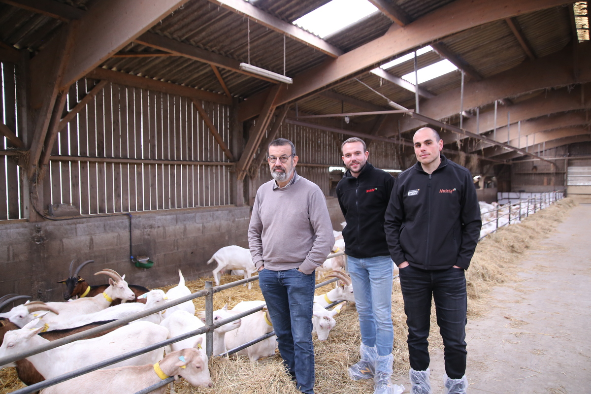 Trois hommes dans un bâtiment d'élevage avec des chèvres sur paille - Illustration Améliorer les taux pour faciliter la transformation