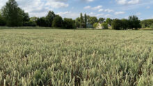 une parcelle de blé