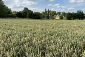 une parcelle de blé
