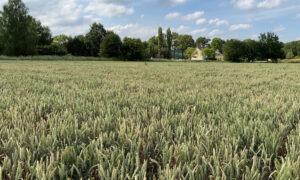 une parcelle de blé
