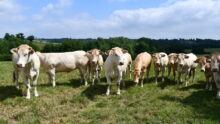 Des génisses blondes d'Aquitaine dans un pâturage