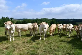 Des génisses blondes d'Aquitaine dans un pâturage
