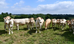 Des génisses blondes d'Aquitaine dans un pâturage