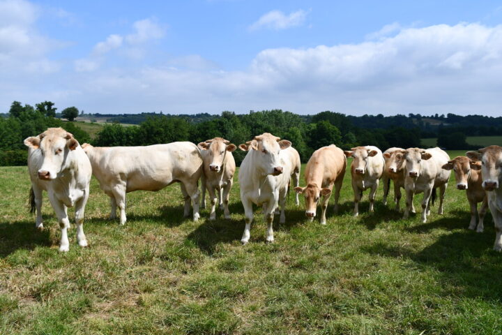 Des génisses blondes d'Aquitaine dans un pâturage