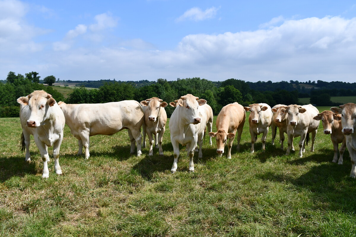 Des génisses blondes d'Aquitaine dans un pâturage - Illustration Les génisses apportent de l’équilibre