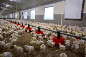 L'intérieur d'un bâtiment d'élevage avec des volailles